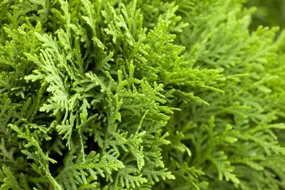 Thuja occidentalis 'Danica' (Westerse levensboom 'Danica') - afbeelding 9