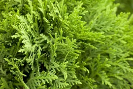 Thuja occidentalis 'Danica' (Westerse levensboom 'Danica') - afbeelding 9