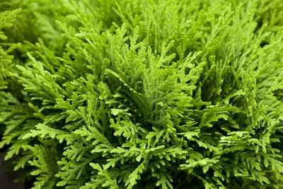 Thuja occidentalis 'Danica' (Westerse levensboom 'Danica') - afbeelding 10