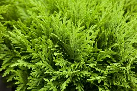 Thuja occidentalis 'Danica' (Westerse levensboom 'Danica') - afbeelding 10