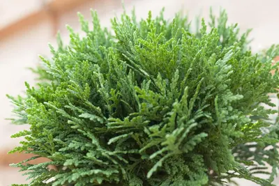 Thuja occidentalis 'Danica' (Westerse levensboom 'Danica') - afbeelding 11