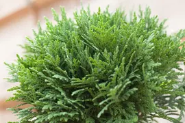 Thuja occidentalis 'Danica' (Westerse levensboom 'Danica') - afbeelding 11