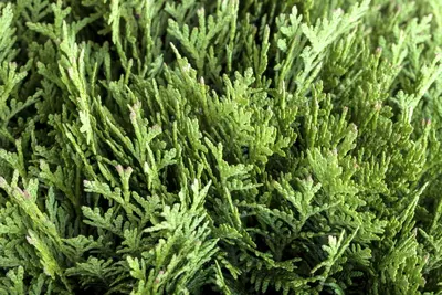 Thuja occidentalis 'Danica' (Westerse levensboom 'Danica') - afbeelding 13
