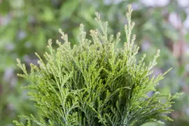 Thuja occidentalis 'Danica' (Westerse levensboom 'Danica') - afbeelding 14