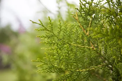 Thuja occidentalis 'King of Brabant'® (Westerse levensboom 'King of Brabant'®) - afbeelding 1