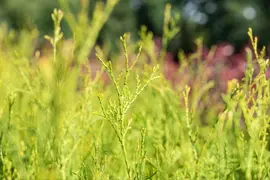 Thuja occidentalis 'King of Brabant'® (Westerse levensboom 'King of Brabant'®) - afbeelding 2