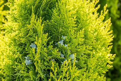 Thuja occidentalis 'King of Brabant'® (Westerse levensboom 'King of Brabant'®) - afbeelding 3