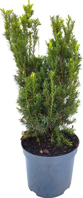 Thuja occidentalis 'smaragd' - afbeelding 1
