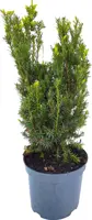 Thuja occidentalis 'smaragd' - afbeelding 1