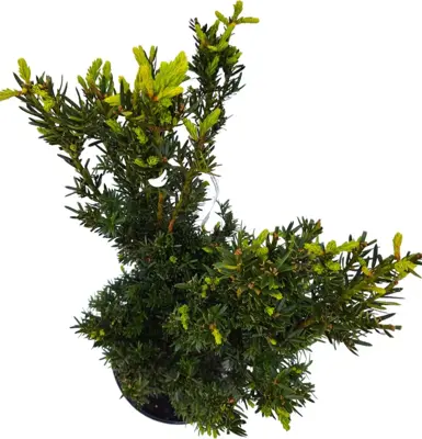 Thuja occidentalis 'smaragd' - afbeelding 2