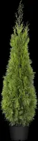 Thuja occidentalis 'Smaragd' (Westerse levensboom 'Smaragd') - afbeelding 40