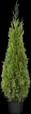 Thuja occidentalis 'Smaragd' (Westerse levensboom 'Smaragd') - afbeelding 40