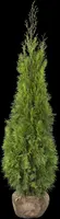 Thuja occidentalis 'Smaragd' (Westerse levensboom 'Smaragd') - afbeelding 41
