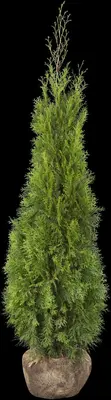 Thuja occidentalis 'Smaragd' (Westerse levensboom 'Smaragd') - afbeelding 41