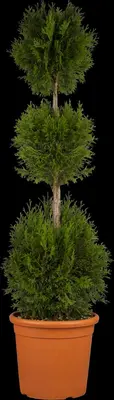 Thuja occidentalis 'Smaragd' (Westerse levensboom 'Smaragd') - afbeelding 8