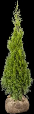 Thuja occidentalis 'Smaragd' (Westerse levensboom 'Smaragd') - afbeelding 44