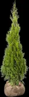 Thuja occidentalis 'Smaragd' (Westerse levensboom 'Smaragd') - afbeelding 44