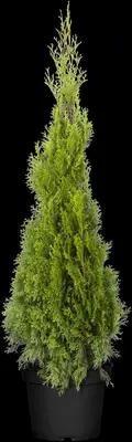 Thuja occidentalis 'Smaragd' (Westerse levensboom 'Smaragd') - afbeelding 37