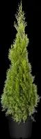 Thuja occidentalis 'Smaragd' (Westerse levensboom 'Smaragd') - afbeelding 37