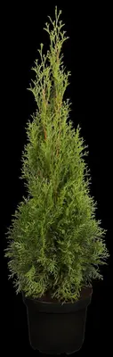 Thuja occidentalis 'Smaragd' (Westerse levensboom 'Smaragd') - afbeelding 3