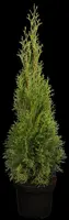 Thuja occidentalis 'Smaragd' (Westerse levensboom 'Smaragd') - afbeelding 3