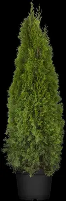 Thuja occidentalis 'Smaragd' (Westerse levensboom 'Smaragd') - afbeelding 36