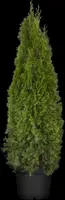 Thuja occidentalis 'Smaragd' (Westerse levensboom 'Smaragd') - afbeelding 36