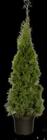 Thuja occidentalis 'Smaragd' (Westerse levensboom 'Smaragd') - afbeelding 66