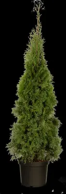 Thuja occidentalis 'Smaragd' (Westerse levensboom 'Smaragd') - afbeelding 66