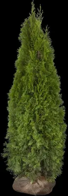 Thuja occidentalis 'Smaragd' (Westerse levensboom 'Smaragd') - afbeelding 43