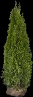 Thuja occidentalis 'Smaragd' (Westerse levensboom 'Smaragd') - afbeelding 43