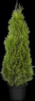 Thuja occidentalis 'Smaragd' (Westerse levensboom 'Smaragd') - afbeelding 38