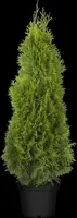 Thuja occidentalis 'Smaragd' (Westerse levensboom 'Smaragd') - afbeelding 38