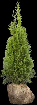 Thuja occidentalis 'Smaragd' (Westerse levensboom 'Smaragd') - afbeelding 46