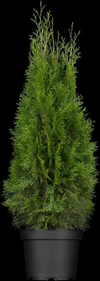 Thuja occidentalis 'Smaragd' (Westerse levensboom 'Smaragd') - afbeelding 12