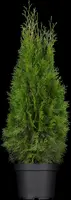 Thuja occidentalis 'Smaragd' (Westerse levensboom 'Smaragd') - afbeelding 12