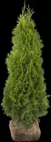 Thuja occidentalis 'Smaragd' (Westerse levensboom 'Smaragd') - afbeelding 39