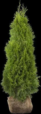 Thuja occidentalis 'Smaragd' (Westerse levensboom 'Smaragd') - afbeelding 39