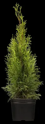 Thuja occidentalis 'Smaragd' (Westerse levensboom 'Smaragd') - afbeelding 5