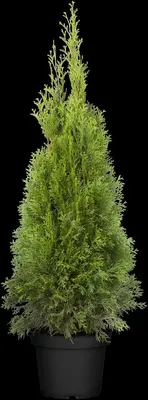 Thuja occidentalis 'Smaragd' (Westerse levensboom 'Smaragd') - afbeelding 35
