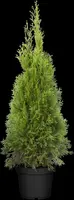 Thuja occidentalis 'Smaragd' (Westerse levensboom 'Smaragd') - afbeelding 35
