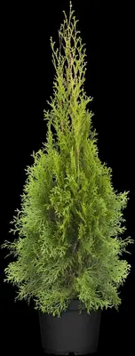 Thuja occidentalis 'Smaragd' (Westerse levensboom 'Smaragd') - afbeelding 47