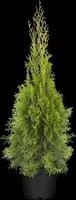 Thuja occidentalis 'Smaragd' (Westerse levensboom 'Smaragd') - afbeelding 47