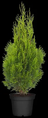 Thuja occidentalis 'Smaragd' (Westerse levensboom 'Smaragd') - afbeelding 17