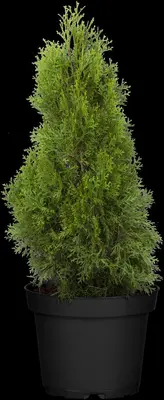 Thuja occidentalis 'Smaragd' (Westerse levensboom 'Smaragd') - afbeelding 34