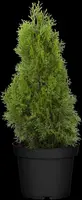 Thuja occidentalis 'Smaragd' (Westerse levensboom 'Smaragd') - afbeelding 34