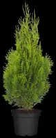 Thuja occidentalis 'Smaragd' (Westerse levensboom 'Smaragd') - afbeelding 17
