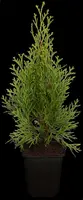 Thuja occidentalis 'Smaragd' (Westerse levensboom 'Smaragd') - afbeelding 4