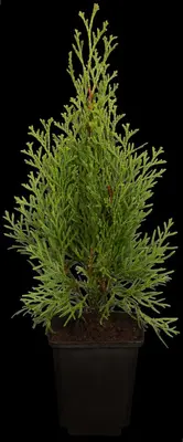 Thuja occidentalis 'Smaragd' (Westerse levensboom 'Smaragd') - afbeelding 4