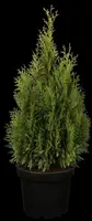 Thuja occidentalis 'Smaragd' (Westerse levensboom 'Smaragd') - afbeelding 2